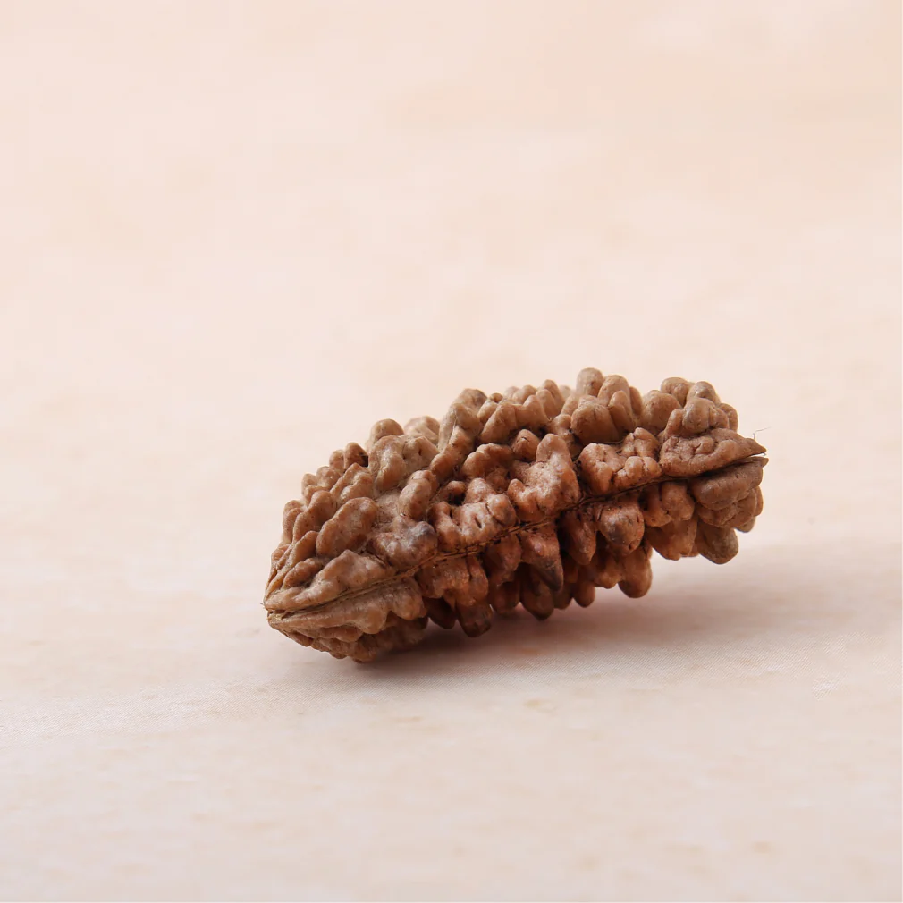 1 Mukhi Rudraksha - Image 3
