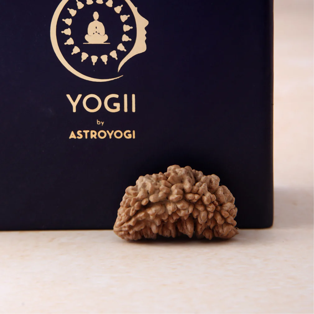 1 Mukhi Rudraksha - Image 4