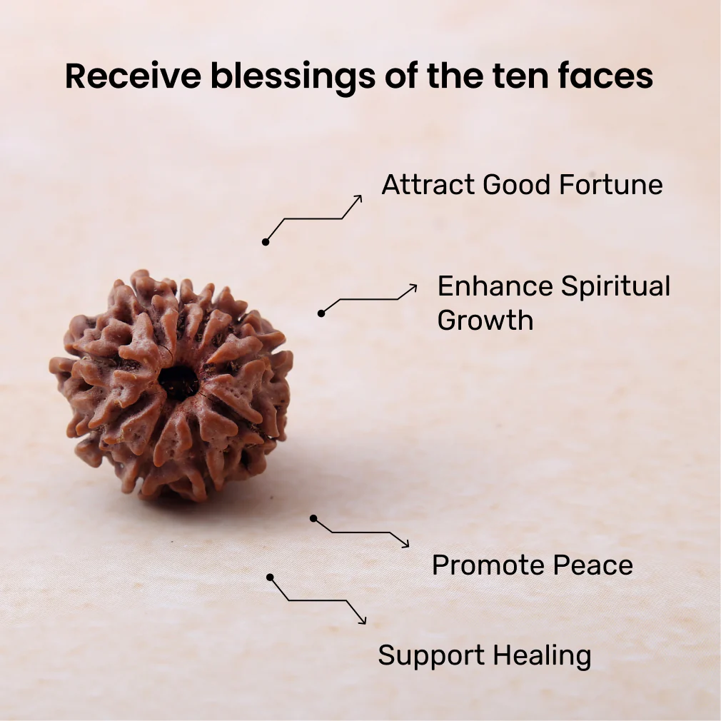 10 Mukhi Rudraksha - Image 3