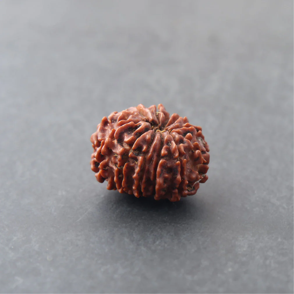10 Mukhi Rudraksha - Image 5