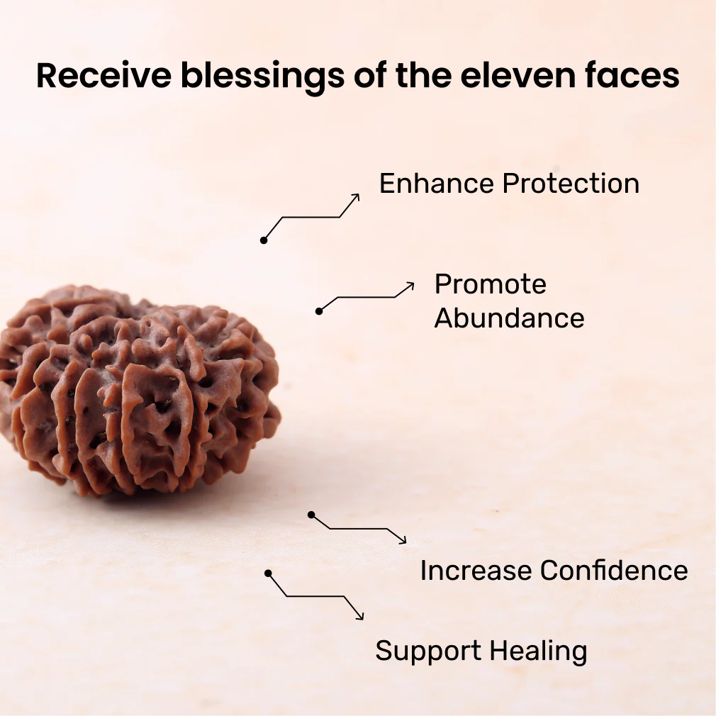 Siddh 11 Mukhi Rudraksha - Image 3