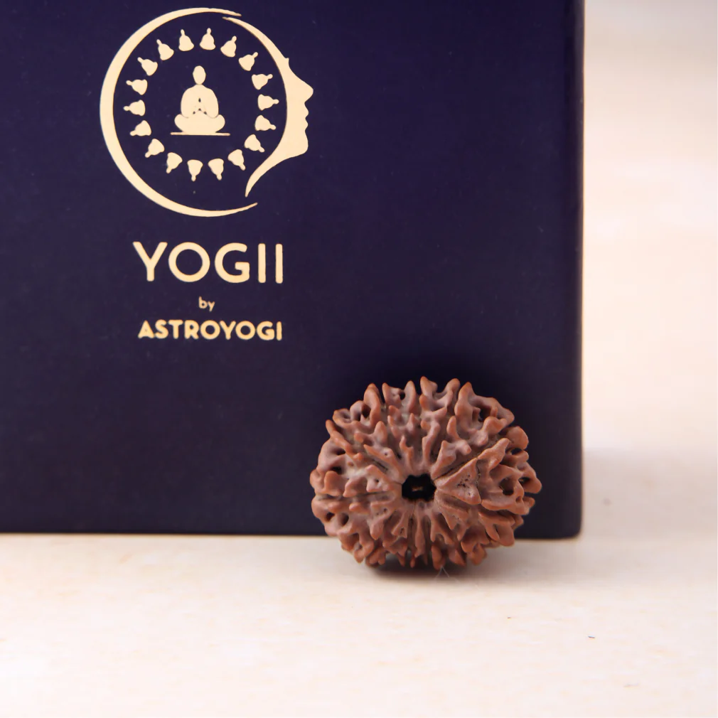 Siddh 11 Mukhi Rudraksha - Image 4