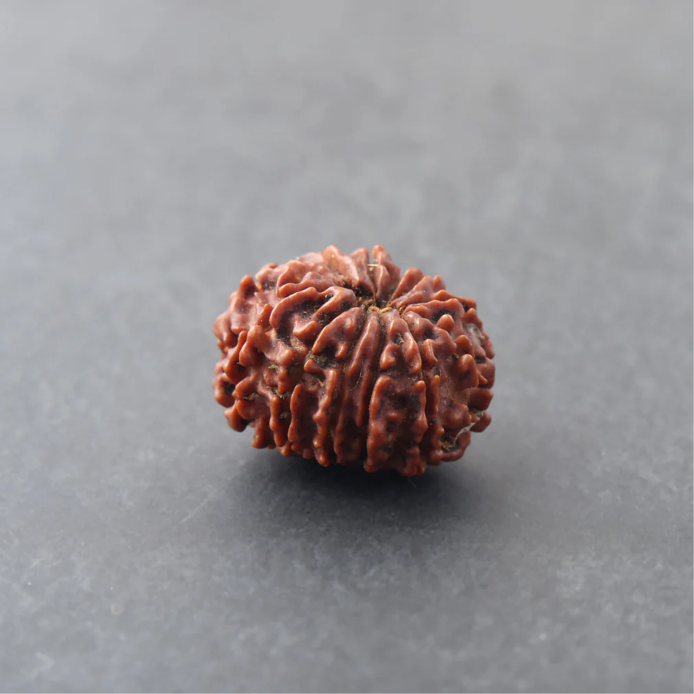 Siddh 12 Mukhi Rudraksha