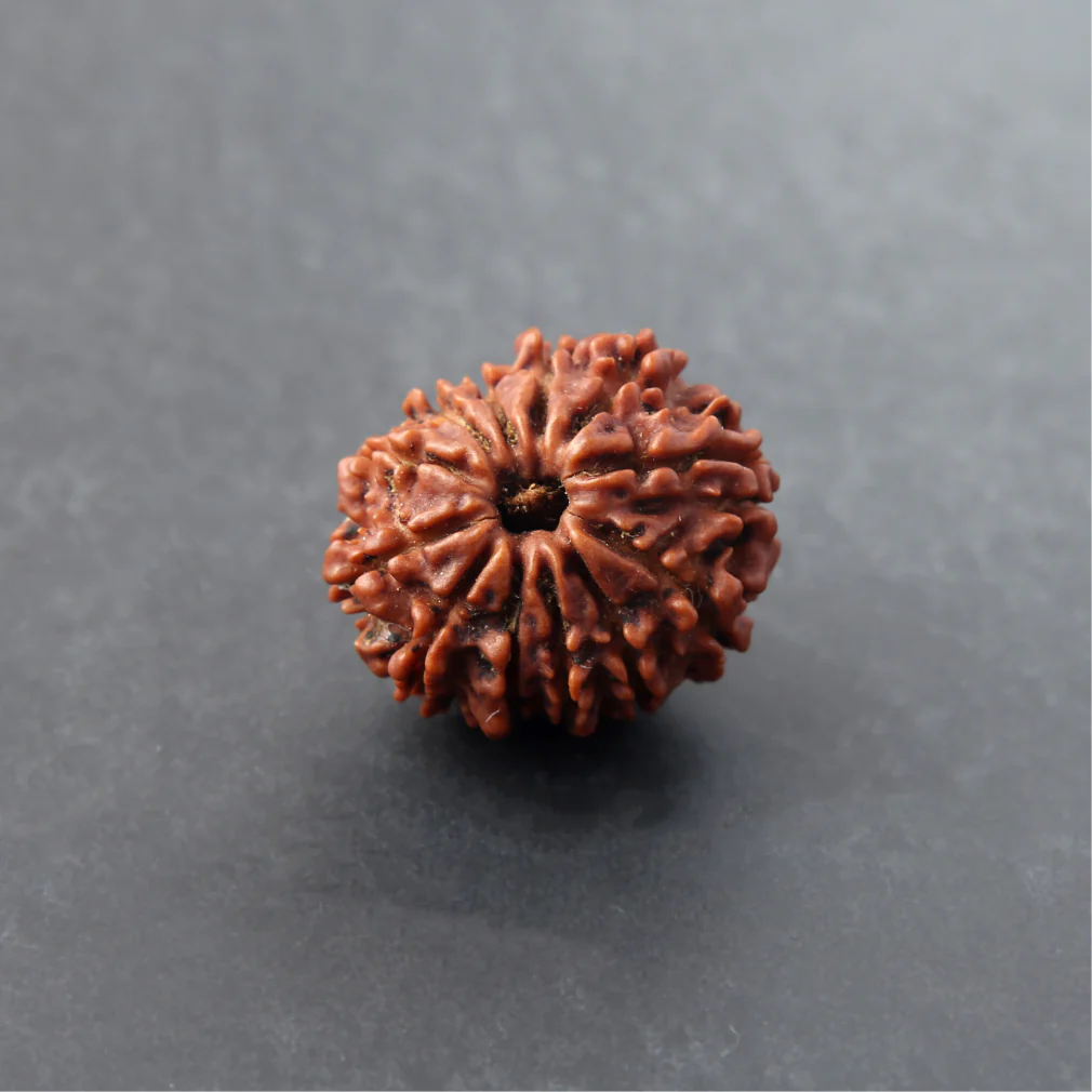Siddh 12 Mukhi Rudraksha - Image 2