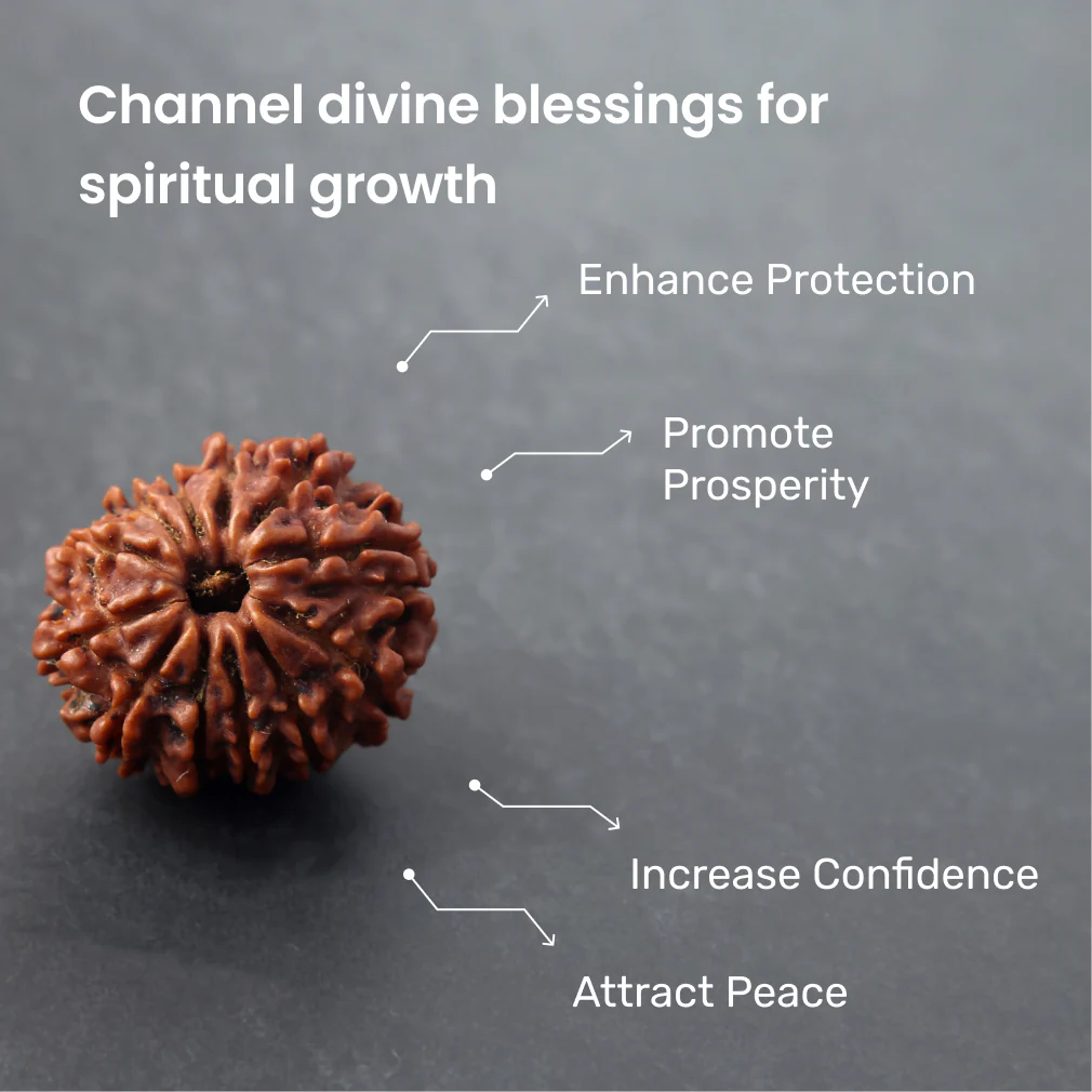 Siddh 12 Mukhi Rudraksha - Image 3