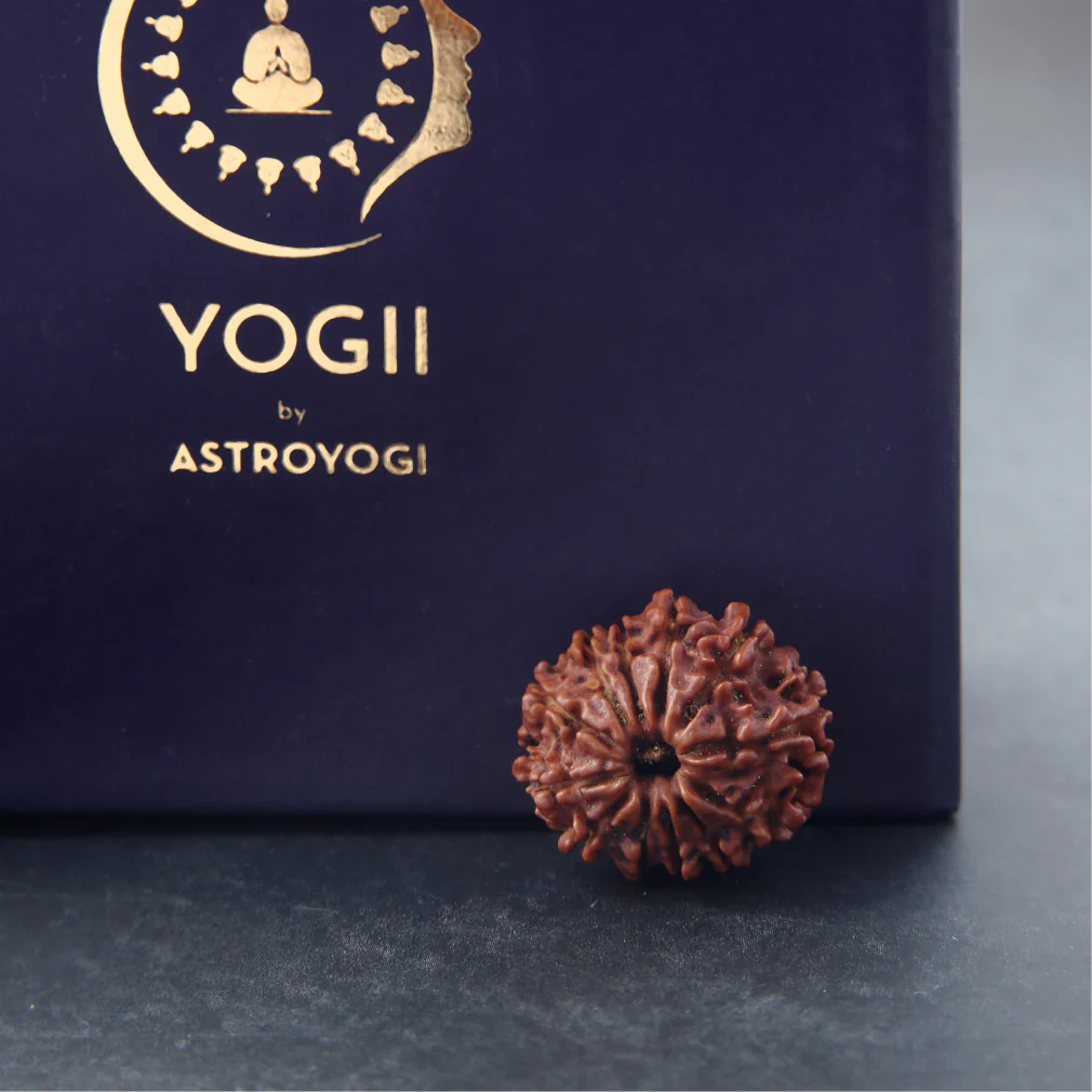 Siddh 12 Mukhi Rudraksha - Image 4