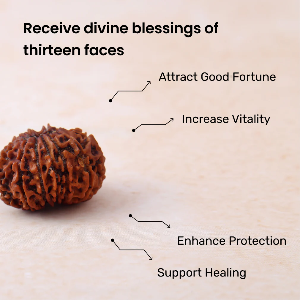 13 Mukhi Rudraksha - Image 3