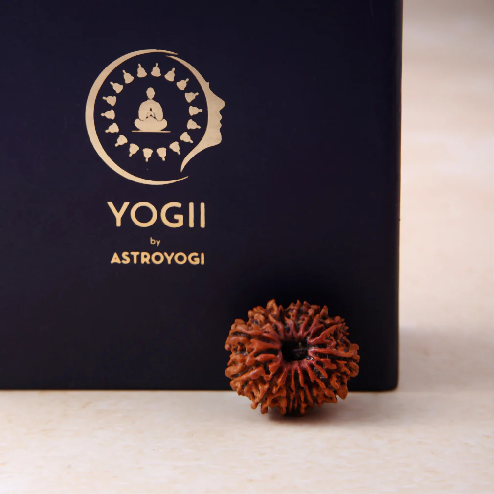 13 Mukhi Rudraksha - Image 4