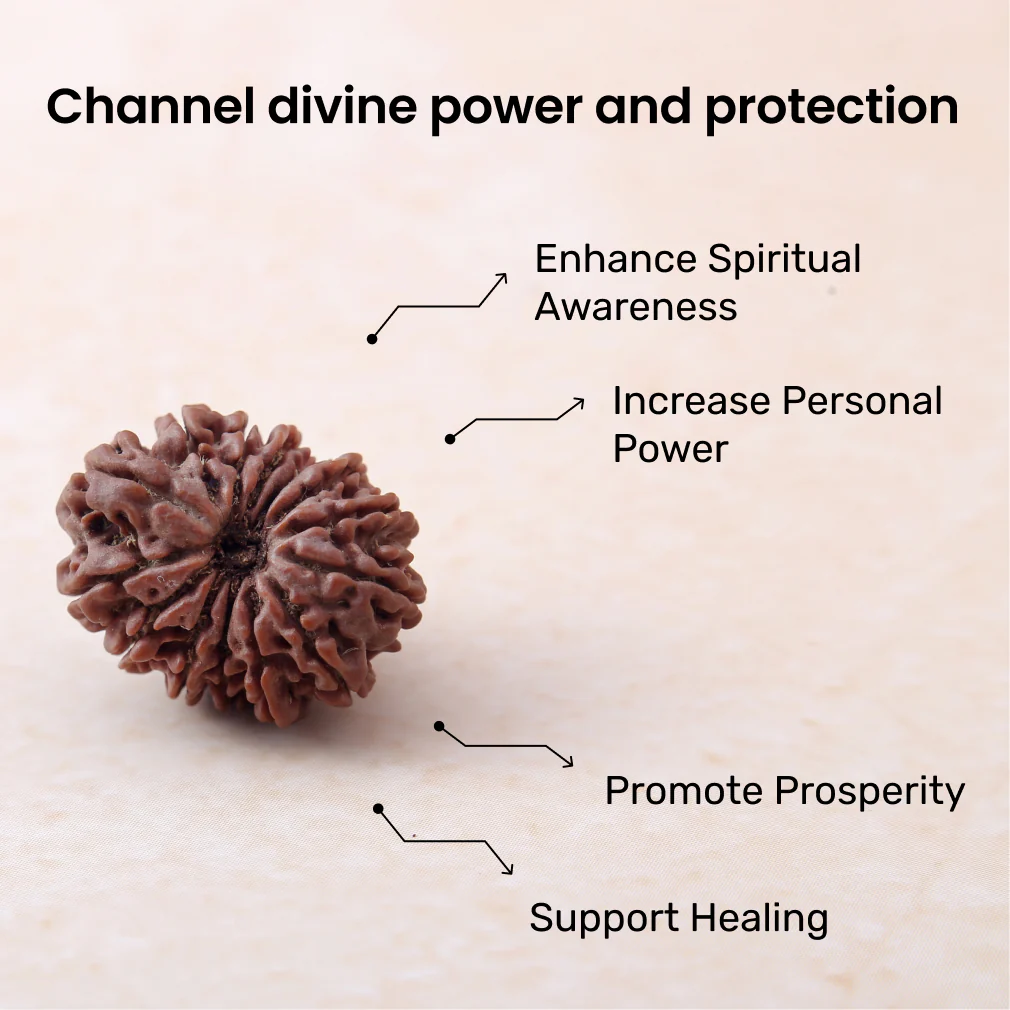 Siddh 14 Mukhi Rudraksha - Image 3