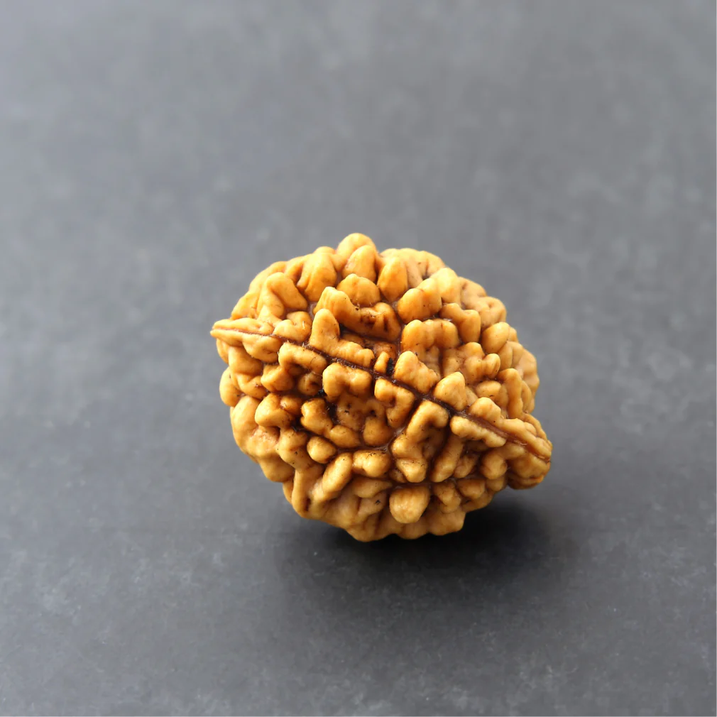 2 Mukhi Rudraksha - Image 2