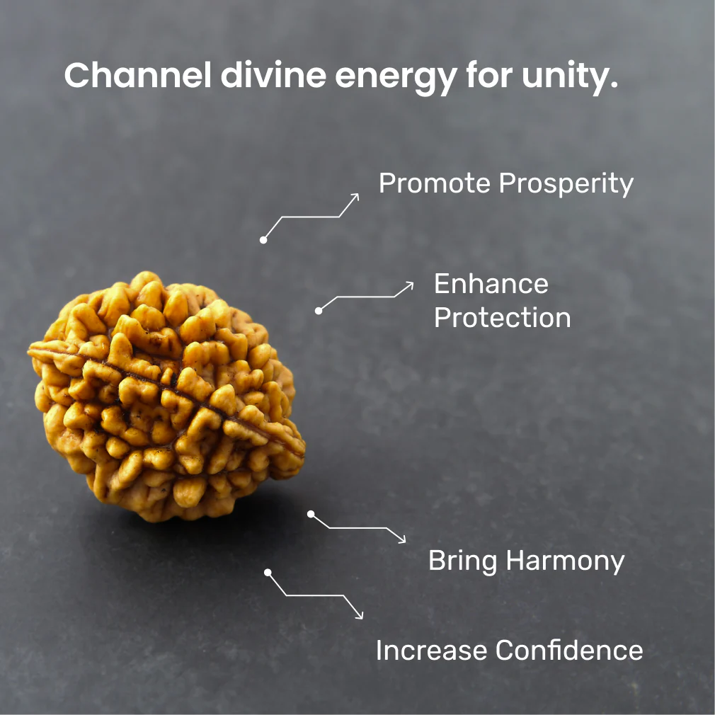 2 Mukhi Rudraksha - Image 3