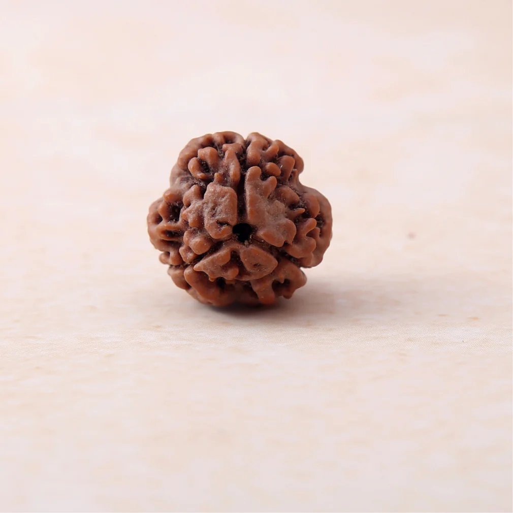 3 Mukhi Rudraksha - Image 2