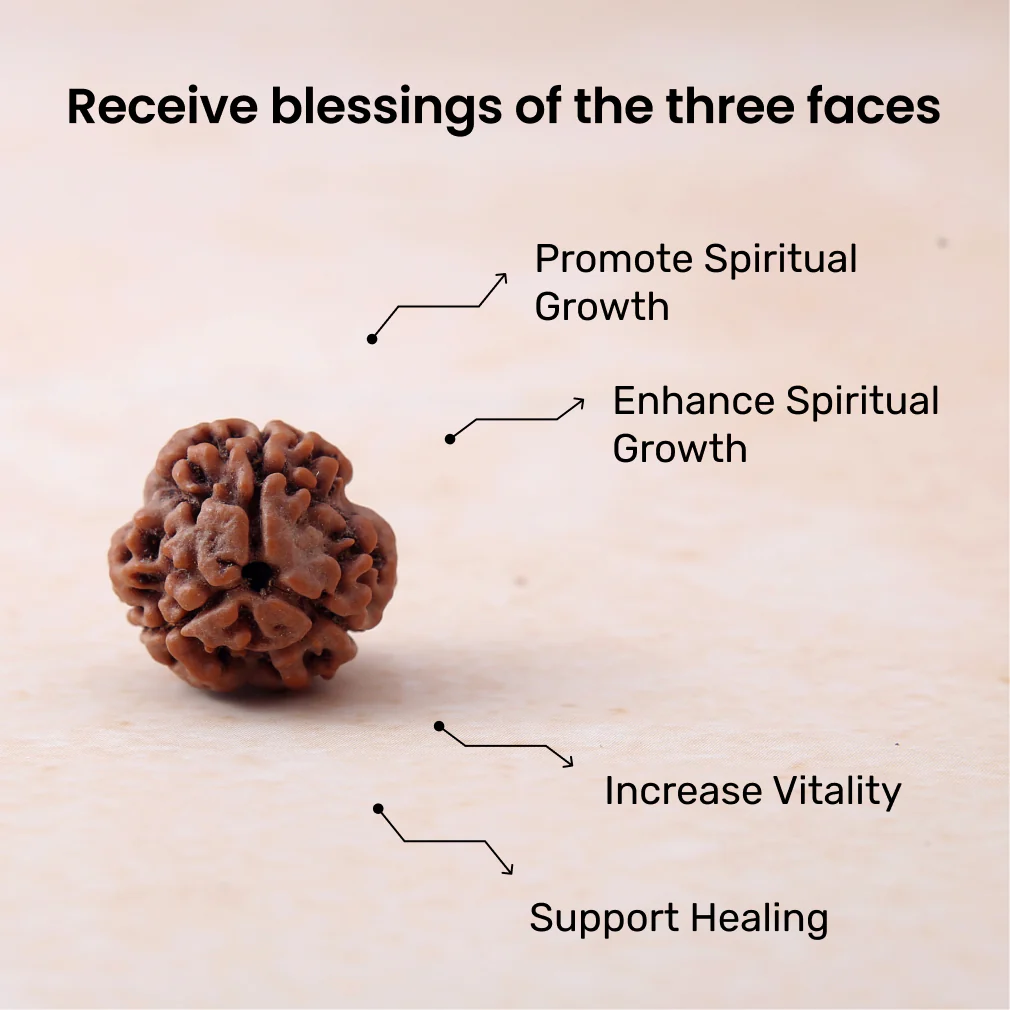 3 Mukhi Rudraksha - Image 3