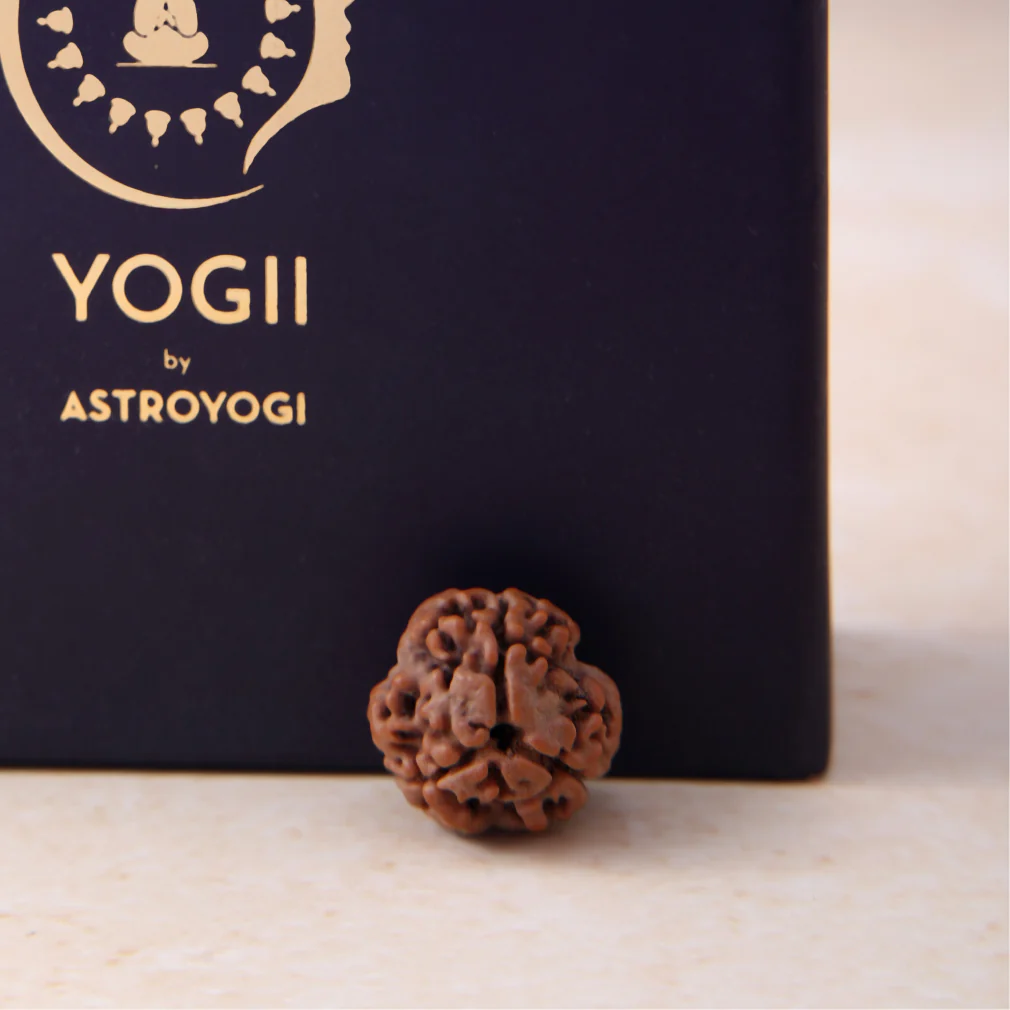 3 Mukhi Rudraksha - Image 4