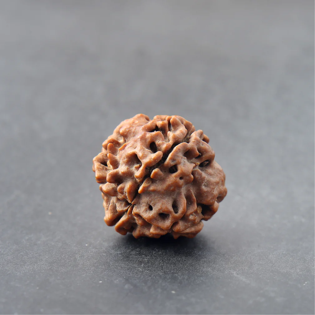 4 Mukhi Rudraksha