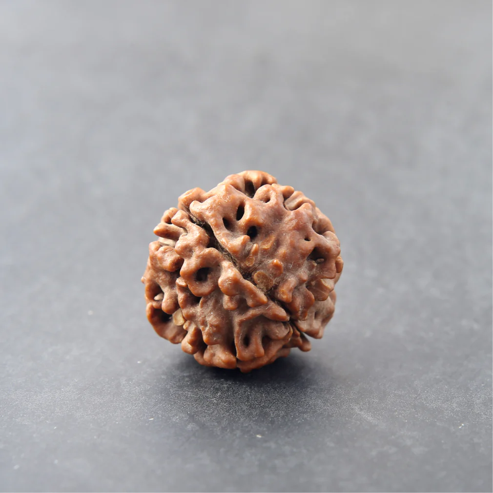 4 Mukhi Rudraksha - Image 2
