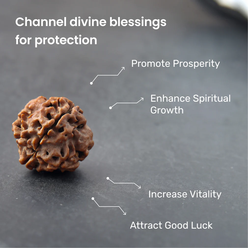 4 Mukhi Rudraksha - Image 3