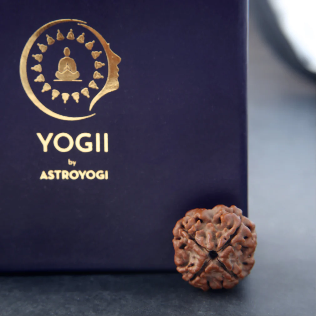 4 Mukhi Rudraksha - Image 4