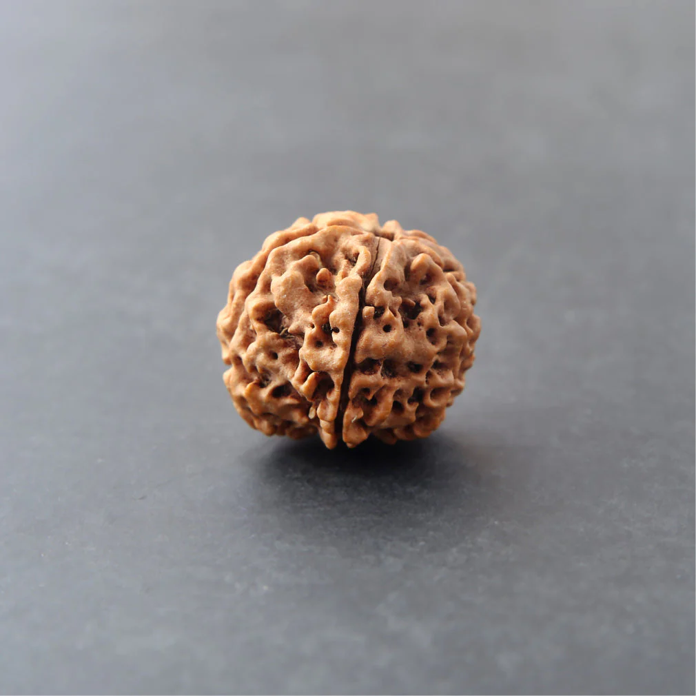 4 Mukhi Rudraksha - Image 5