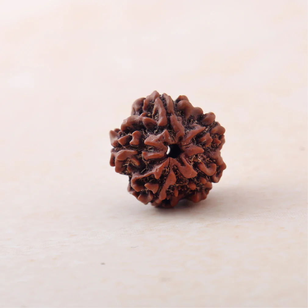 5 Mukhi Rudraksha - Image 2