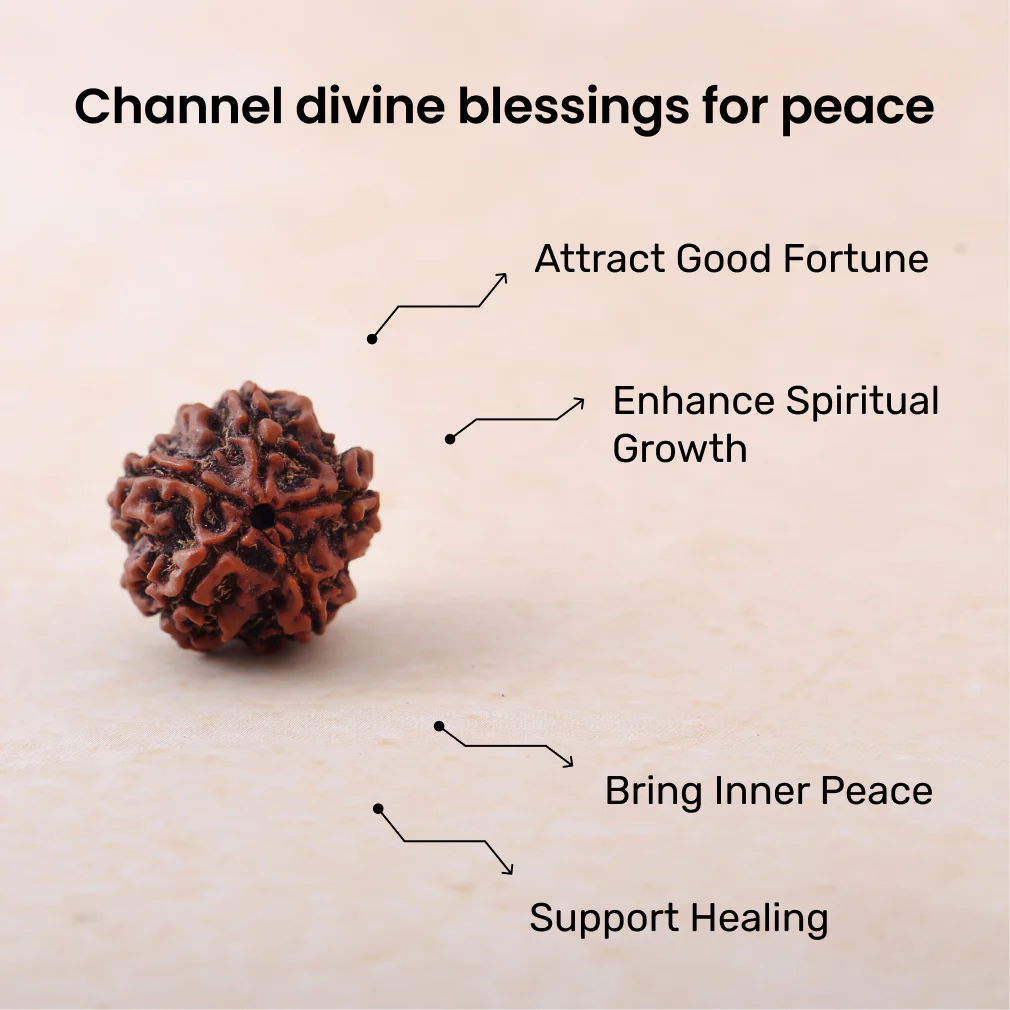 5 Mukhi Rudraksha - Image 3