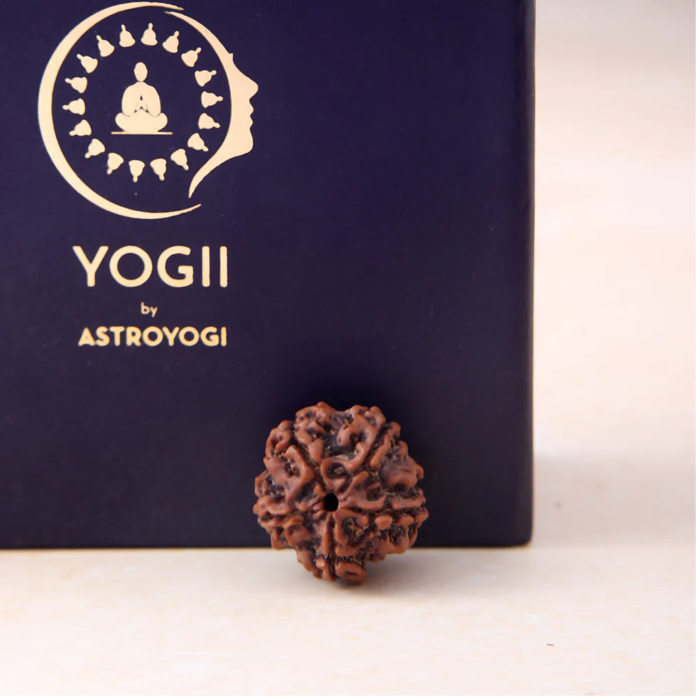 5 Mukhi Rudraksha - Image 4