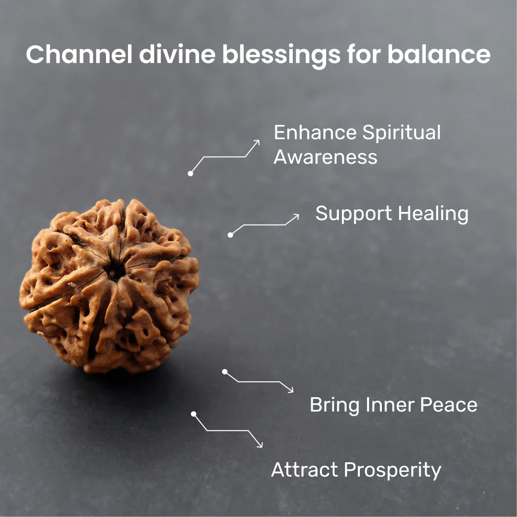 6 Mukhi Rudraksha - Image 3