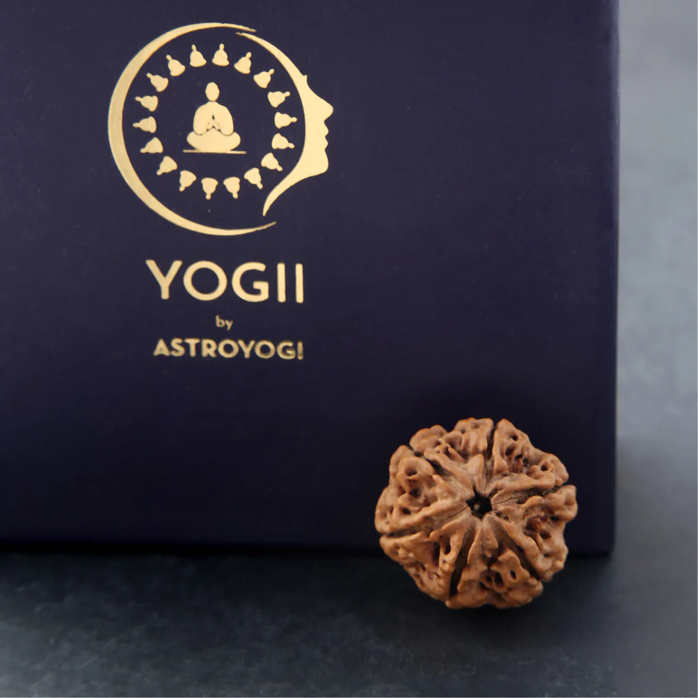 6 Mukhi Rudraksha - Image 4