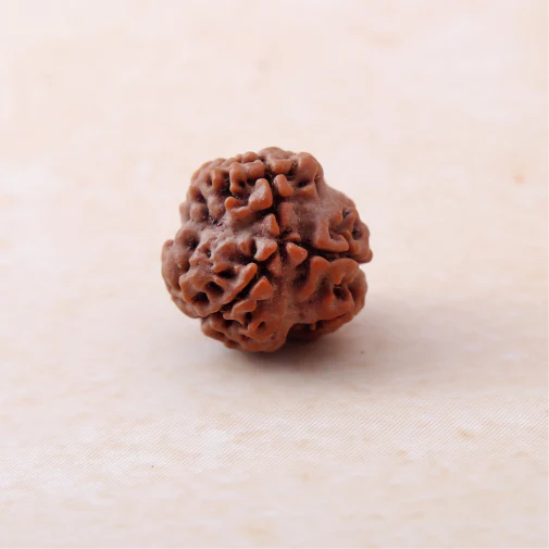 6 Mukhi Rudraksha - Image 5