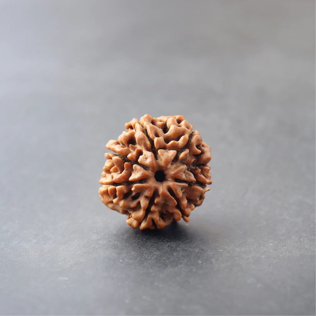7 Mukhi Rudraksha