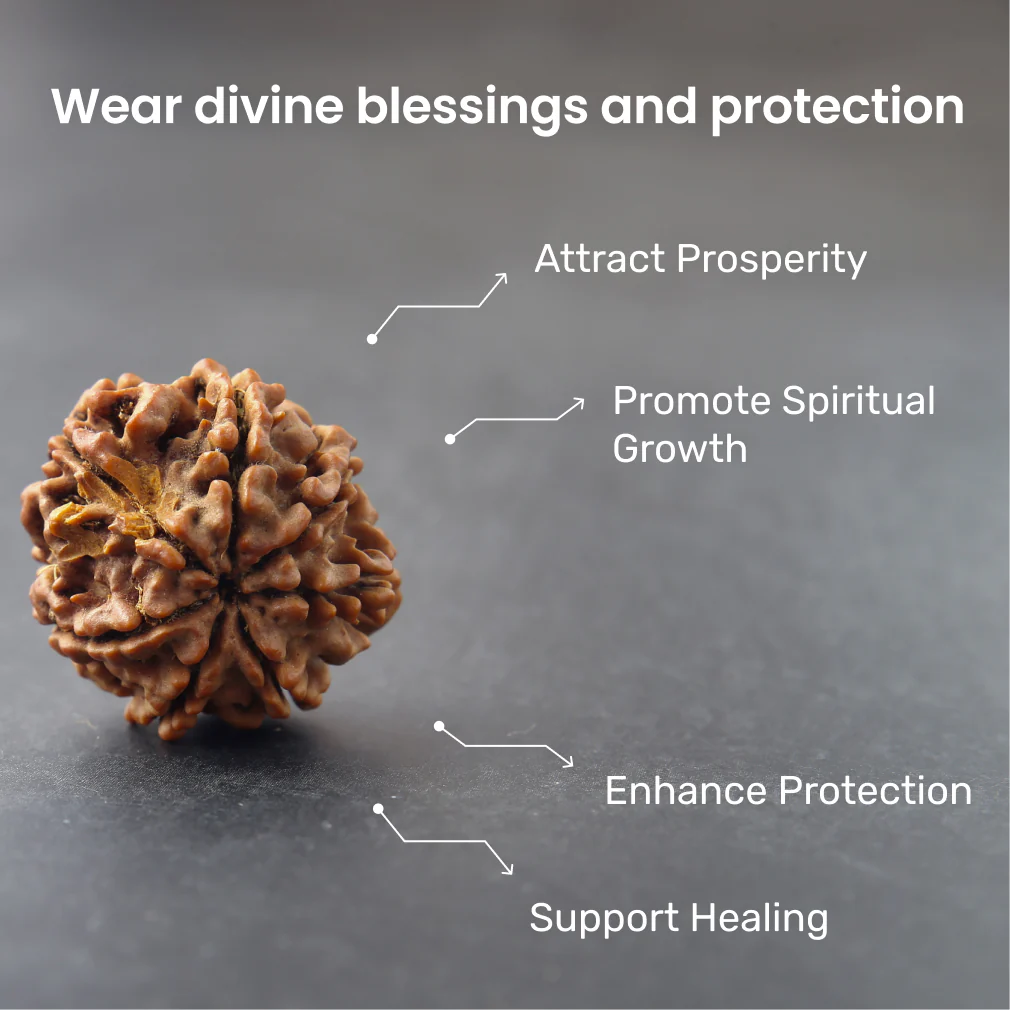 7 Mukhi Rudraksha - Image 2
