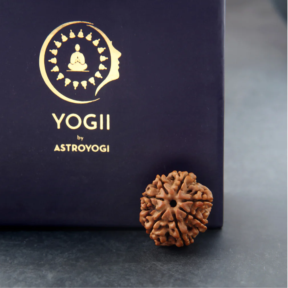 7 Mukhi Rudraksha - Image 3