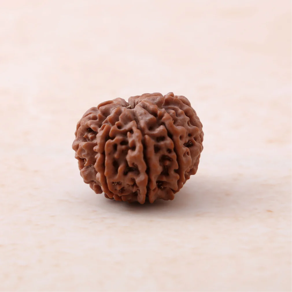8 Mukhi Rudraksha - Image 2