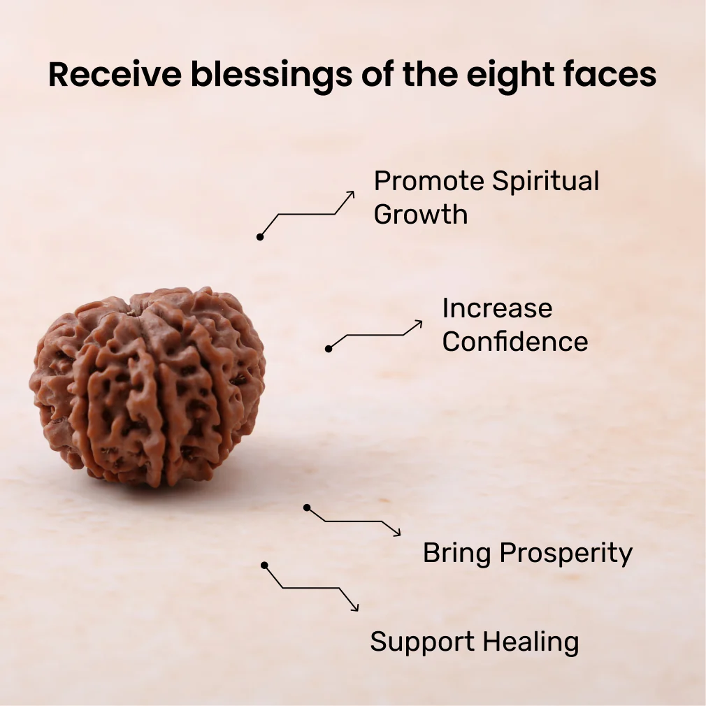 8 Mukhi Rudraksha - Image 3