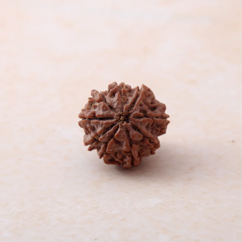 9 Mukhi Rudraksha - Image 2