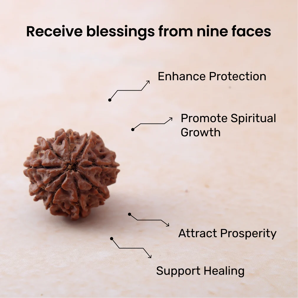 9 Mukhi Rudraksha - Image 3