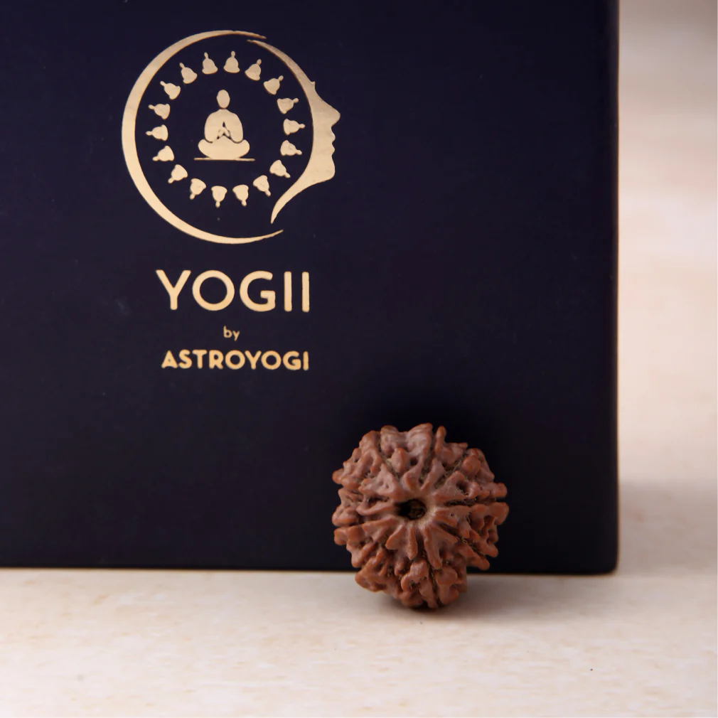 9 Mukhi Rudraksha - Image 4