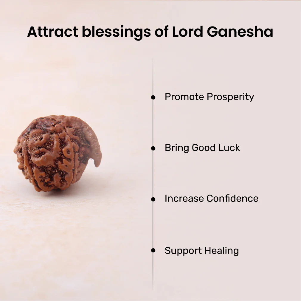 Siddh Ganesh Mukhi Rudraksha - Image 3