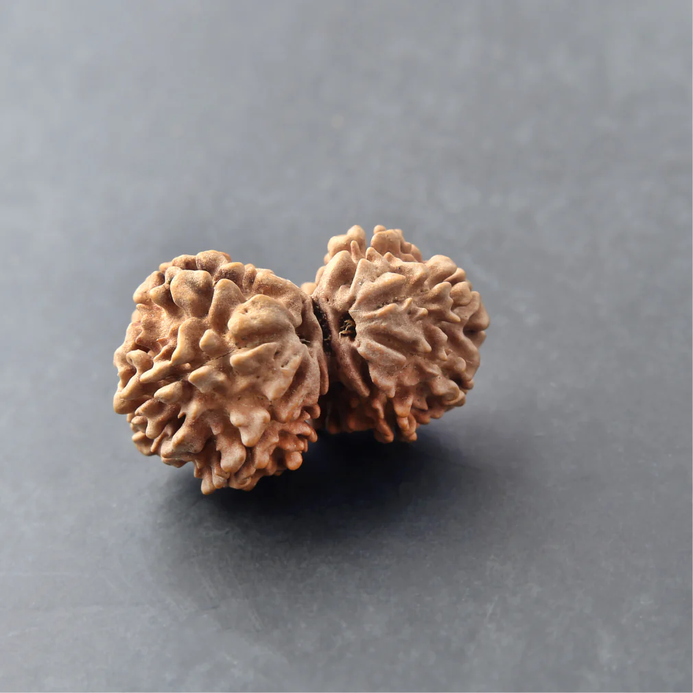 Siddh Gauri Shankar Rudraksha - Image 2