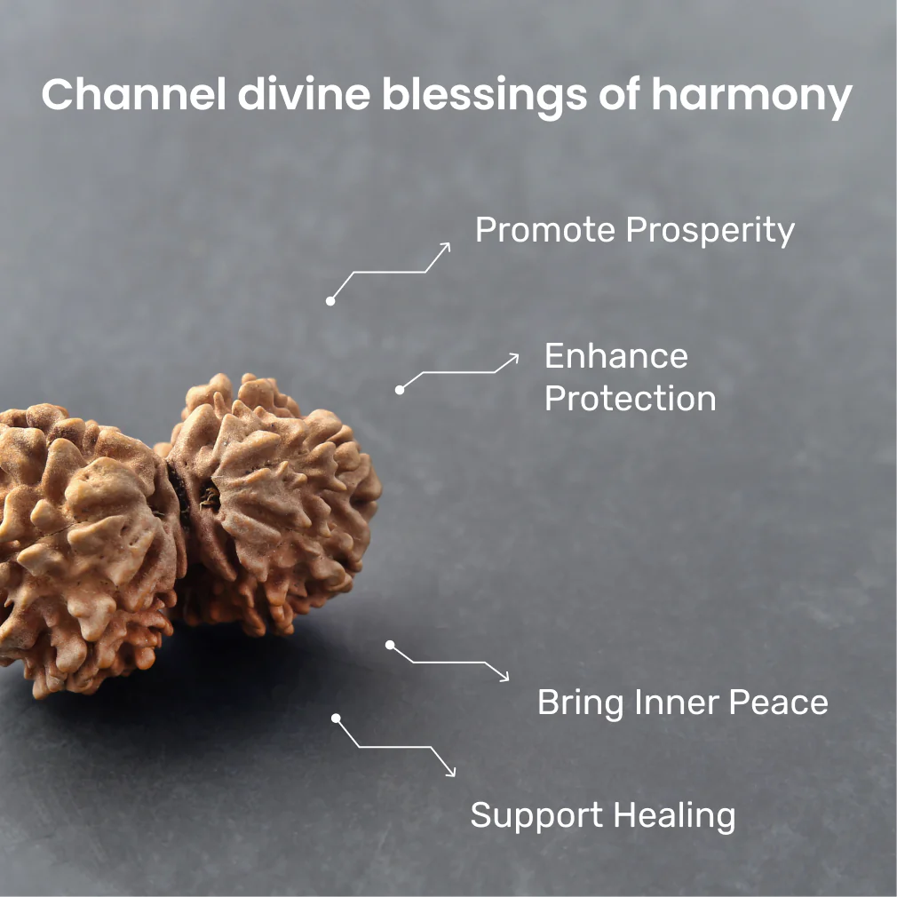 Siddh Gauri Shankar Rudraksha - Image 3